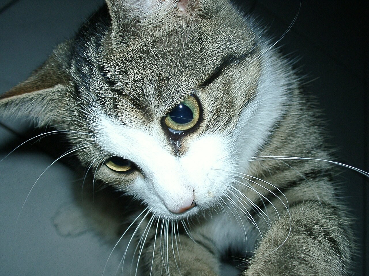 猫脸特写